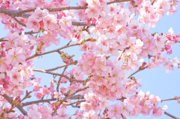 満開の河津桜2