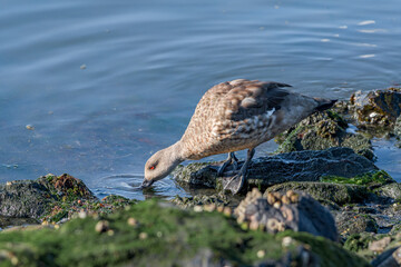 Crested Duck (Lophonetta specularioides) in Ushuaia area, Land of Fire (Tierra del Fuego), Argentina