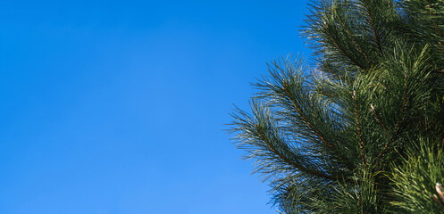pine branches with needles on a blue sky background