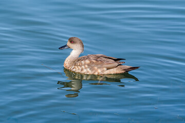 Crested Duck (Lophonetta specularioides) in Ushuaia area, Land of Fire (Tierra del Fuego), Argentina
