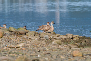 Crested Ducks (Lophonetta specularioides) in Ushuaia area, Land of Fire (Tierra del Fuego), Argentina