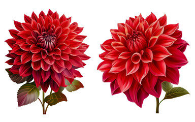 close up red dahlia flowers on transparent background. PNG file, useful on cards and flyers design.