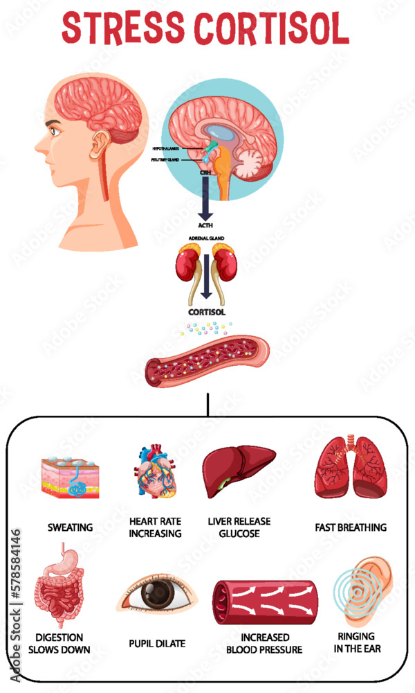 Canvas Prints stress response system scheme