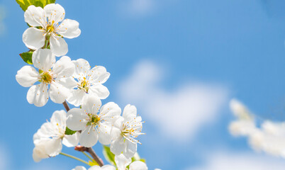 White flowers cherries, a branch of white flowers on a blue background of the sky