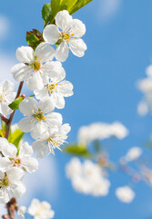 White flowers cherries, a branch of white flowers on a blue background of the sky