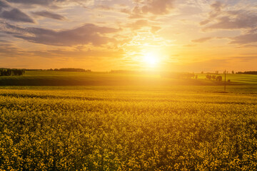 Agricultural flowering rapeseed field at sunset or sunrise.