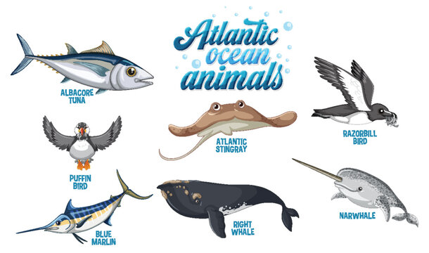 Set of Animals in the Atlantic Ocean