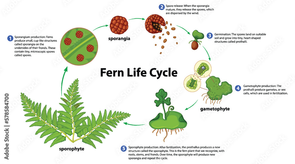 Wall mural Fern Life Cycle Diagram for Science Education