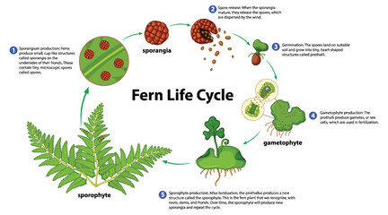 Fern Life Cycle Diagram for Science Education © GraphicsRF