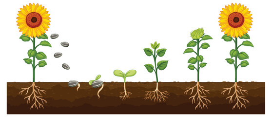Life Cycle of a Sunflower Plant Diagram for Science Education