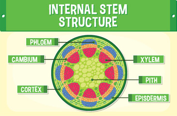 Internal structure of stem diagram © GraphicsRF