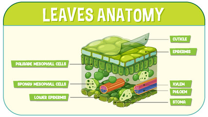 Internal structure of leaf diagram