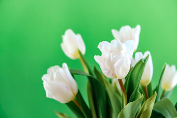 White tulip flowers isolated on chroma key background close-up. Side view of beautiful bouquet. Valentines day, Mothers day, Womens day. Place for text. Mockup design. Gift certificate. Greeting card