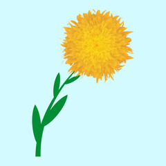 yellow fluffy realistic flower. Plant floral design. Vector illustration.