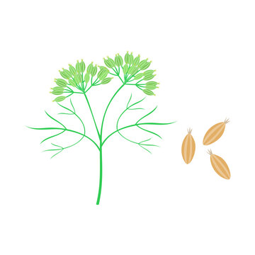クミンとクミンシード。フラットなベクターイラスト。
Cumin and cumin seeds. Flat designed vector illustration.