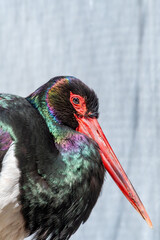 Black Stork (Ciconia nigra) in the foothills Caucasus, Republic of Dagestan