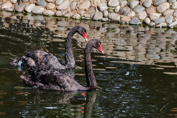 Black Swans (Cygnus atratus) in park