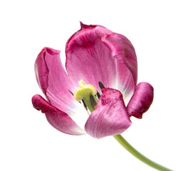 Fototapeta na wymiar lilac tulip flower on white background