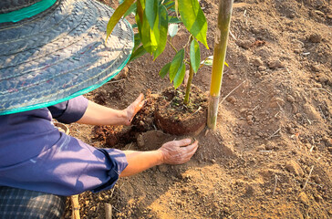 Thai farmers plant durian trees