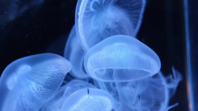 Brilliant bright fluorescent jellyfish glow underwater, in different colors, floating in an aquarium, dark neon dynamic pulsating ultraviolet blurred background.