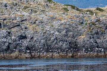 South American Terns (Sterna hirundinacea) in Ushuaia area, Land of Fire (Tierra del Fuego), Argentina