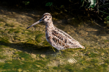 South American Snipe (Gallinago paraguaiae) in Ushuaia area, Land of Fire (Tierra del Fuego), Argentina