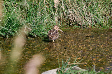 South American Snipe (Gallinago paraguaiae) in Ushuaia area, Land of Fire (Tierra del Fuego), Argentina