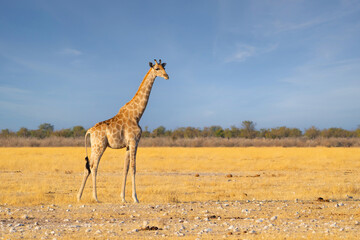 Giraffe. Wildlife animal in forest field in safari conservative national park in Namibia, South Africa. Natural landscape background.