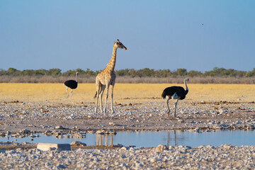 Giraffe. Wildlife animal in forest field in safari conservative national park in Namibia, South...