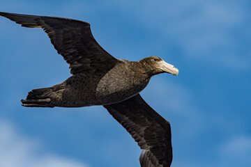 Southern Giant Petrel (Macronectes giganteus) in South Atlantic Ocean, Southern Ocean, Antarctica