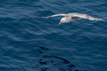 Southern Giant Petrel (Macronectes giganteus) in South Atlantic Ocean, Southern Ocean, Antarctica