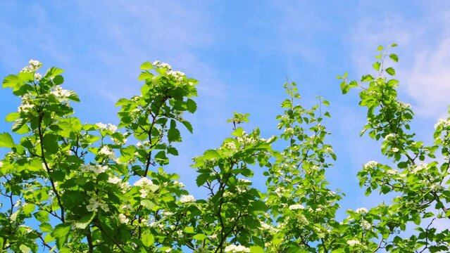 Blooming hawthorn bush branches with white flowers on blue sky background. Flowering plant in sunlight close-up. Springtime season concept. Garden care. Sunny weather. Green healthy plant. An orchard.