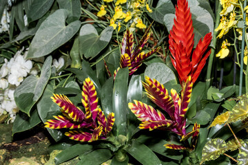 Flaming Sword (Vriesea splendens) in greenhouse