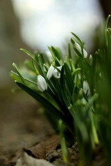 Fototapeta premium Snowdrops in the forest with beautiful soft light marking the coming of spring