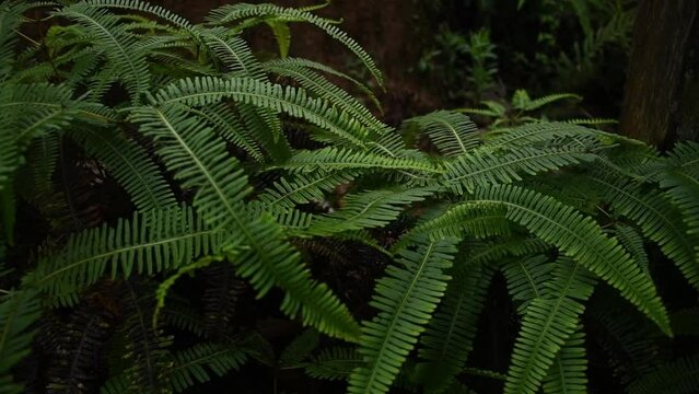 Fern leafs in the forest, green palette, jungle nature concept, cloudy day, rain forest. Mild wind blowing.