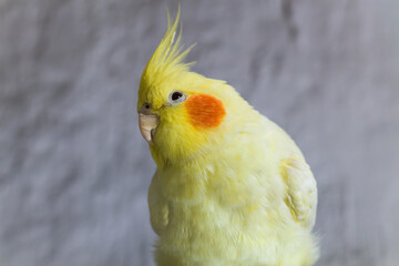 Yellow cockatiel parrot.Cute cockatiel.Home pet parrot.The best cockatiel.Beautiful photo of a bird. Ornithology.Funny parrot.Cockatiel parrot.
Home pet yellow bird.Beautiful feathers.Love for animals