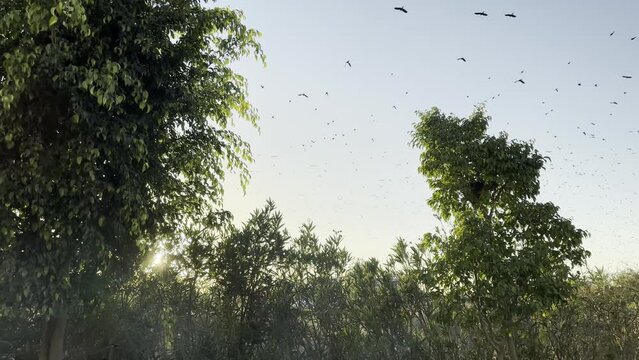 Parvada en el atardecer