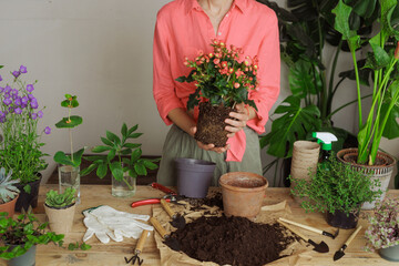 Woman gardener potting new plant and Repotting pot for House plant .Plants care concept