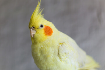 Yellow cockatiel parrot.Cute cockatiel.Home pet parrot.The best cockatiel.Beautiful photo of a bird. Ornithology.Funny parrot.Cockatiel parrot.
Home pet yellow bird.Beautiful feathers.Love for animals