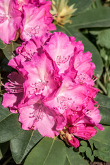 Rhododendron Grandiflorum 'Germania' (Rhododendron catawbiense) in garden