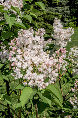 Common Lilac (Syringa vulgaris) in park