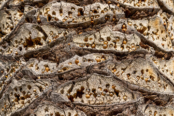 The Acorn Woodpecker (Melanerpes formicivorus) makes holes in tree bark to store acorns.