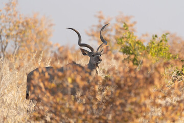 Deer, antelope or oryx. Wildlife animal in forest field in safari conservative national park in...