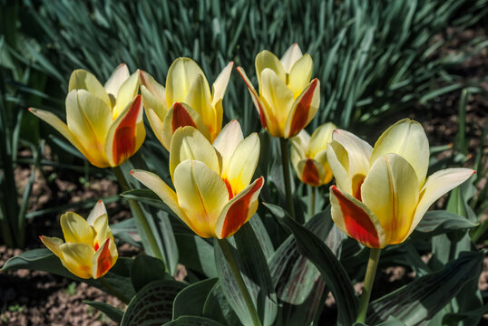 Tulipa greigii Cultivar (Tulipa greigii) in garden