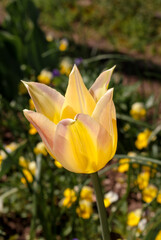 Lily-flowering Tulip (Tulipa hybrida) in park