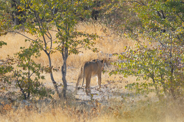 Lion. Wildlife animal in forest field in safari conservative national park in Namibia, South...
