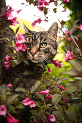 Naklejka na ściany i meble Cute European tabby shorthair cat sitting in a bush with red flowers and looking to the left. In the summery garden with a weigela plant