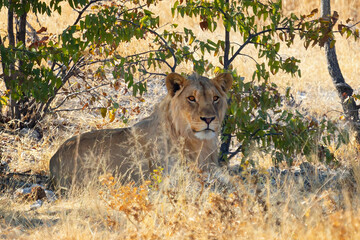 Lion. Wildlife animal in forest field in safari conservative national park in Namibia, South Africa. Natural landscape background.