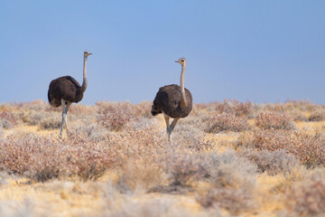 Naklejka premium Ostrich bird. wildlife animal in forest field in safari conservative national park in Namibia, South Africa. Natural landscape background.