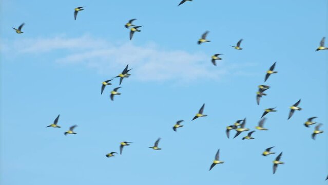 アオバト群れの飛翔 (スローモーション)